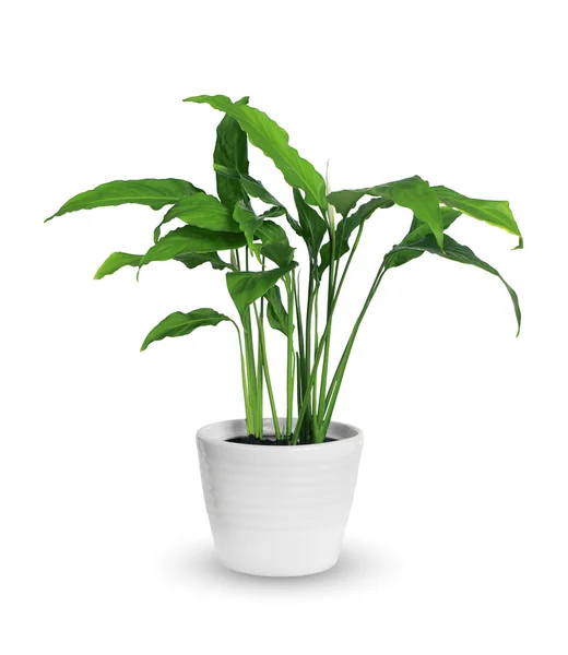 spathiphyllum