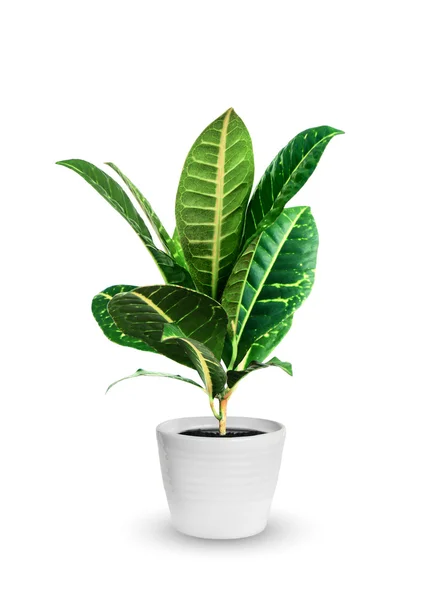 Fiatal croton (codieum) egy cserepes növény, elszigetelt, felett fehér — Stock Fotó