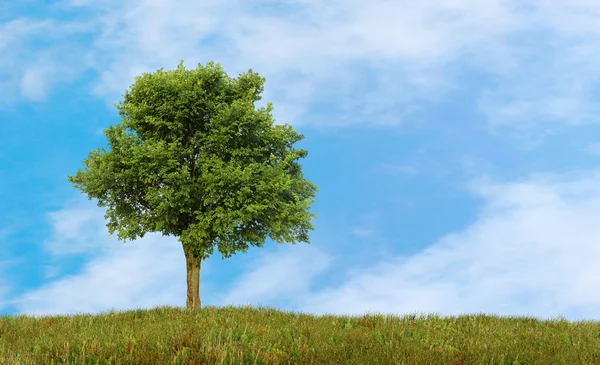 Bir alanda büyüyen yeşil yalnız ağaç — Stok fotoğraf