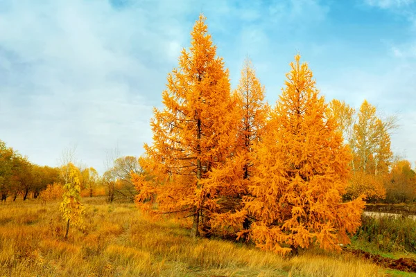 Conifères d'automne jaunes — Photo