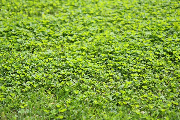 Trevo de grama verde textura sem costura — Fotografia de Stock