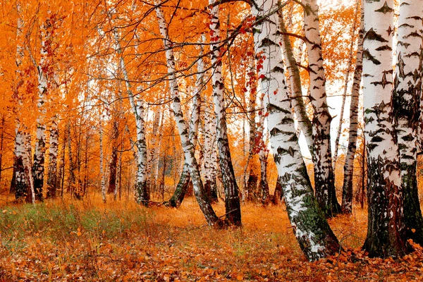 Bosque de vidoeiro laranja — Fotografia de Stock