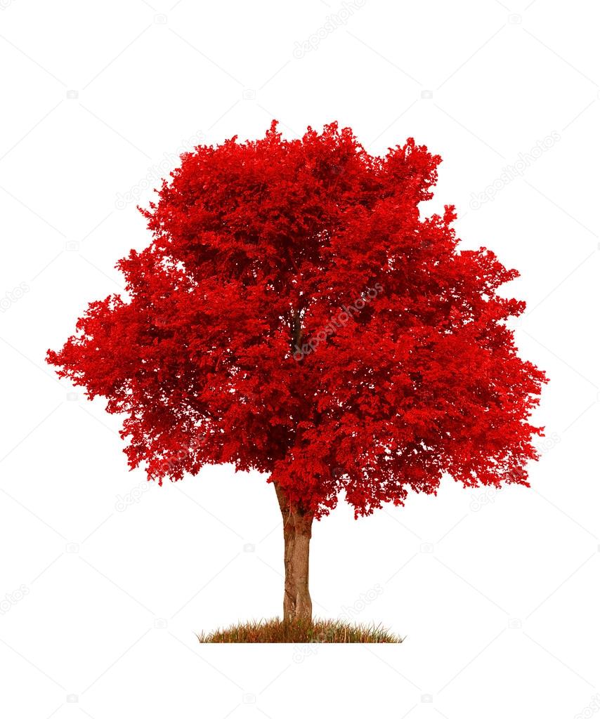 Autumn red elm tree, isolated over white Photo by ©kav777 91623988