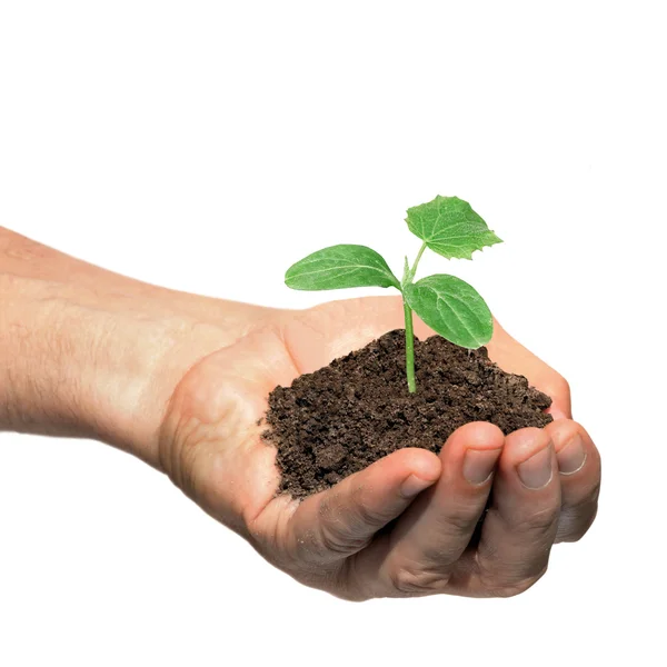 Hand holding cucumber seedling — Stock Photo, Image