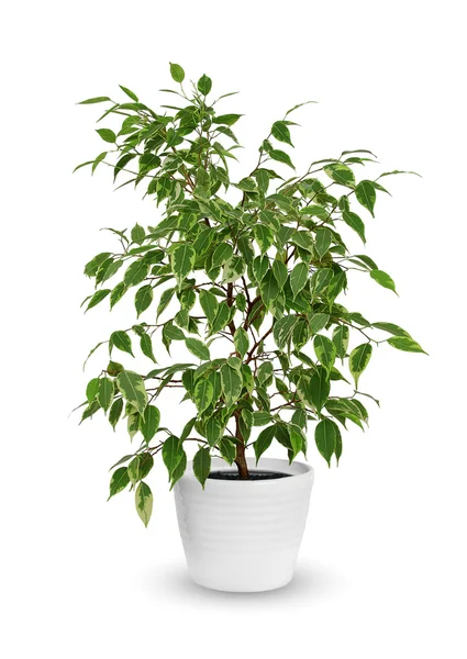 Unga Ficus benjamina en krukväxt isolerade över vita — Stockfoto