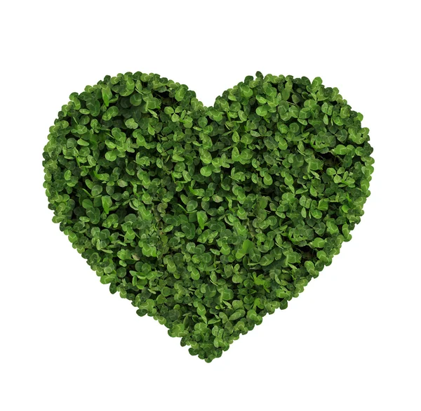 Heart made of clover Isolated on White Background — Stock Photo, Image