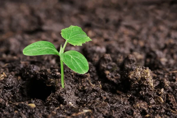 Small green seedling in the ground — Stock Photo, Image