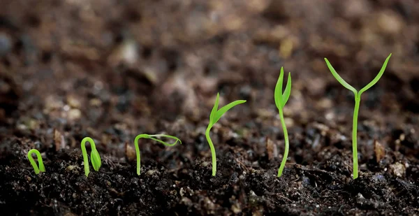 Plantas que crescem a partir do solo - Progresso vegetal — Fotografia de Stock