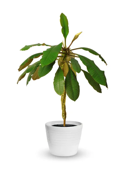 Euforbia uma planta em vaso isolada sobre branco — Fotografia de Stock