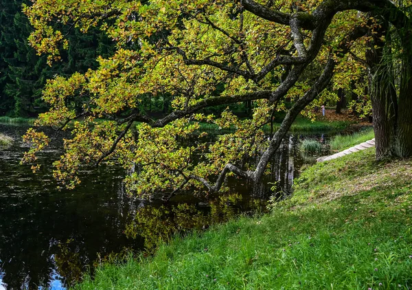 Floresta de outono e reflexão no lago. Cena dramática incomum. Folhas vermelhas e amarelas de outono. Mundo da beleza. — Fotografia de Stock