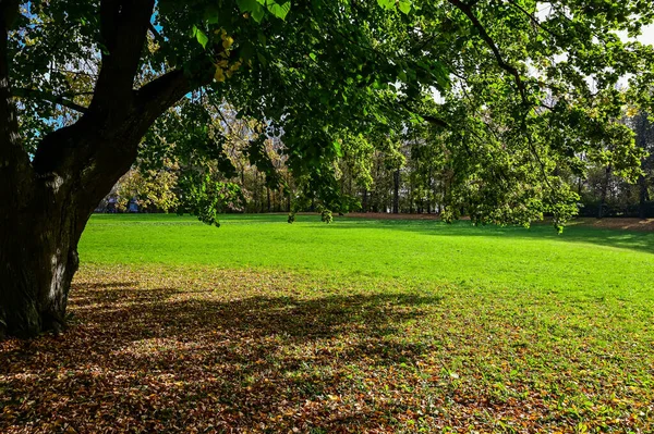 日当たりの良いビームを持つ雄大な森林。自然公園。劇的な異常なシーン。赤と黄色の秋の葉。美の世界. — ストック写真