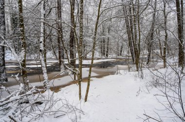Karlı kış nehri. Güzel karlı ağaç dalları