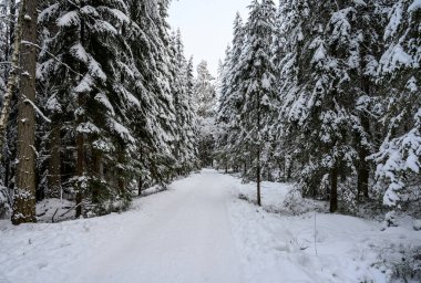 Güzel kış ormanı. Güzel karlı ağaç dalları