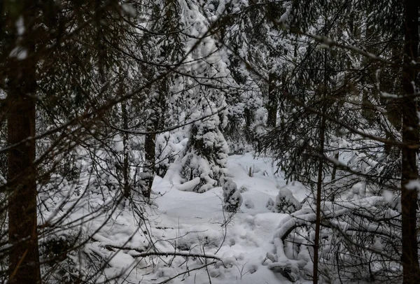Krásný vánoční stromek ve sněhu. krásný zimní les. krásné zasněžené větve stromů — Stock fotografie