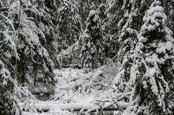 Όμορφο χειμερινό δάσος. όμορφα χιονισμένα κλαδιά δέντρων — Φωτογραφία Αρχείου