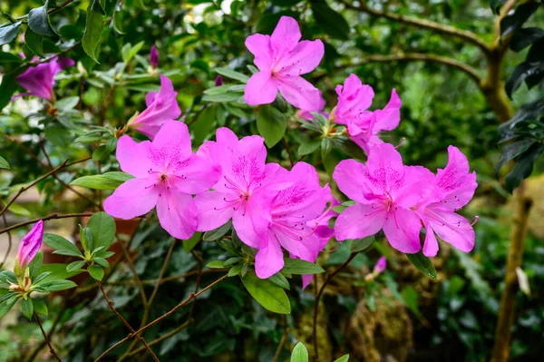 Beau rhododendron rose. De belles fleurs. belles fleurs dans un beau jardin — Photo