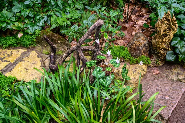 Hermoso jardín botánico. hermosas plantas verdes. verdor alrededor. —  Fotos de Stock