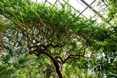 Mantar ağacı. Güzel dallı ağaç. Botanik bahçesindeki kıvırcık ağaç