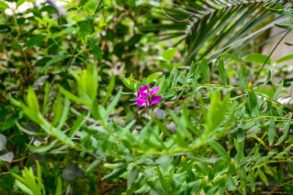 Polygala myrtifolia. schöne blassrosa Blume. Botanischer Garten — Stockfoto