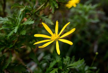 Bunga Calendula. Yeşil sera. Bitkiler botanik bahçesinde