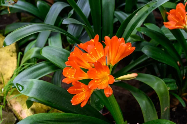 Clivia, Een altijd groen kruid van de Amaryllis familie. Oranje clivia Stockafbeelding