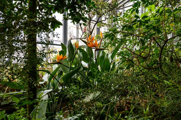 Pájaro del paraíso flor. Strelitzia reginae. maravilloso mundo de las plantas. Jardín Botánico. —  Fotos de Stock