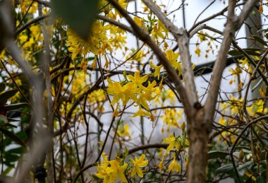 Rododendron sarısı. Botanik Bahçesi. Güzel yeşil bitkiler. parlak sarı çiçek.