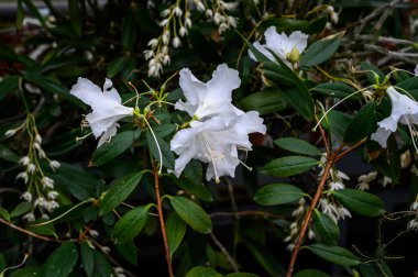 Rhododendron white. Botanical Garden. beautiful green plants. bright yellow flower.