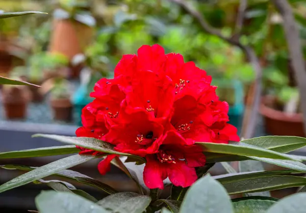 Rhododendron-Buzuki. Botanischer Garten. schöne grüne Pflanzen. leuchtend rote Blüte. — Stockfoto