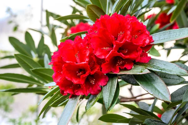 Rhododendron-Buzuki. Botanischer Garten. schöne grüne Pflanzen. leuchtend rote Blüte. — Stockfoto