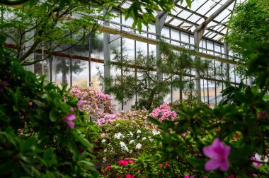 Bitkilerin güzel parlak renkleri. Botanik Bahçesi. Güzel yeşil bitkiler. parlak çiçek.