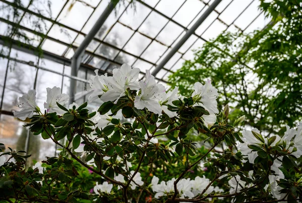 Rhododendron weiß. schöne interessante Töpfe. Botanischer Garten — Stockfoto