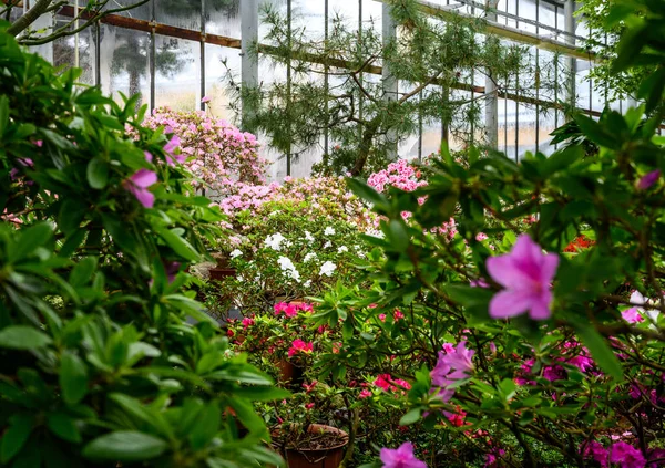 Belles couleurs vives de plantes. Jardin botanique. belles plantes vertes. fleur brillante. — Photo