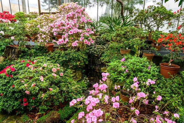 Belles couleurs vives de plantes. Jardin botanique. belles plantes vertes. fleur brillante. — Photo