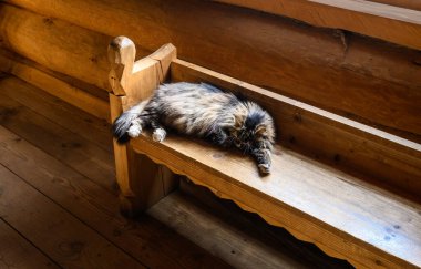 Kedi bankta, taviz veriyor. Kilisenin içinde..