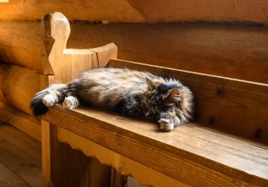 Kedi bankta, taviz veriyor. Kilisenin içinde..