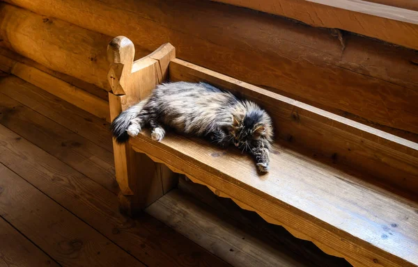 Kedi bankta, taviz veriyor. Kilisenin içinde..