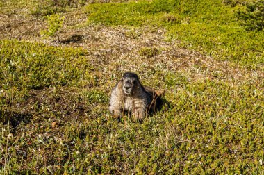 Dağ sıçanı dünyaya bakıyor. Kanada dağları, bulutlar