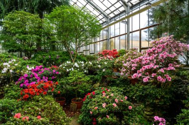 Bitkilerin güzel parlak renkleri. Botanik Bahçesi. Güzel yeşil bitkiler. parlak çiçek.