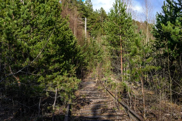 Abandoned railway track. abandoned and overgrown with trees and bushes railway — Stock Photo, Image