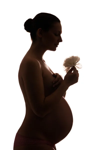 Silhouette of pregnant woman holding flower — Stock Photo, Image