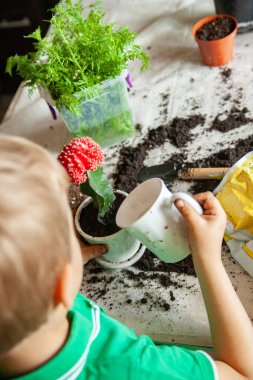 Çocuk evdeki masada kaktüs suluyor.