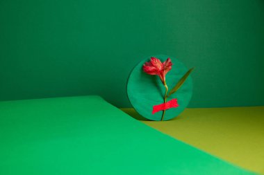 Yeşil stüdyoda taze Alstroemeria çiçeğinin kompozisyonu