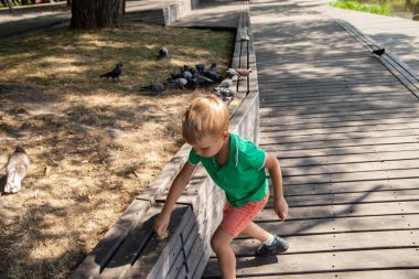 Yaz günü parkta güvercinleri besleyen küçük bir çocuk.