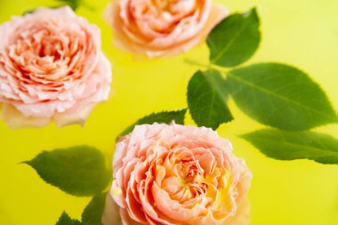 Gül tomurcukları ve yapraklar sarı suda banyoda