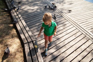 Yaz günü parkta güvercinleri besleyen küçük bir çocuk.