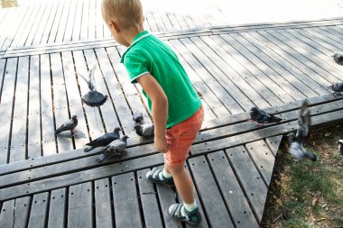 Yaz günü parkta güvercinleri besleyen küçük bir çocuk.