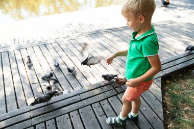 Yaz günü parkta güvercinleri besleyen küçük bir çocuk.