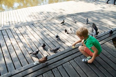 Yaz günü parkta güvercinleri besleyen küçük bir çocuk.