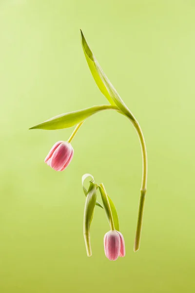 Friss rózsaszín tulipán virágok zöld háttér — Stock Fotó